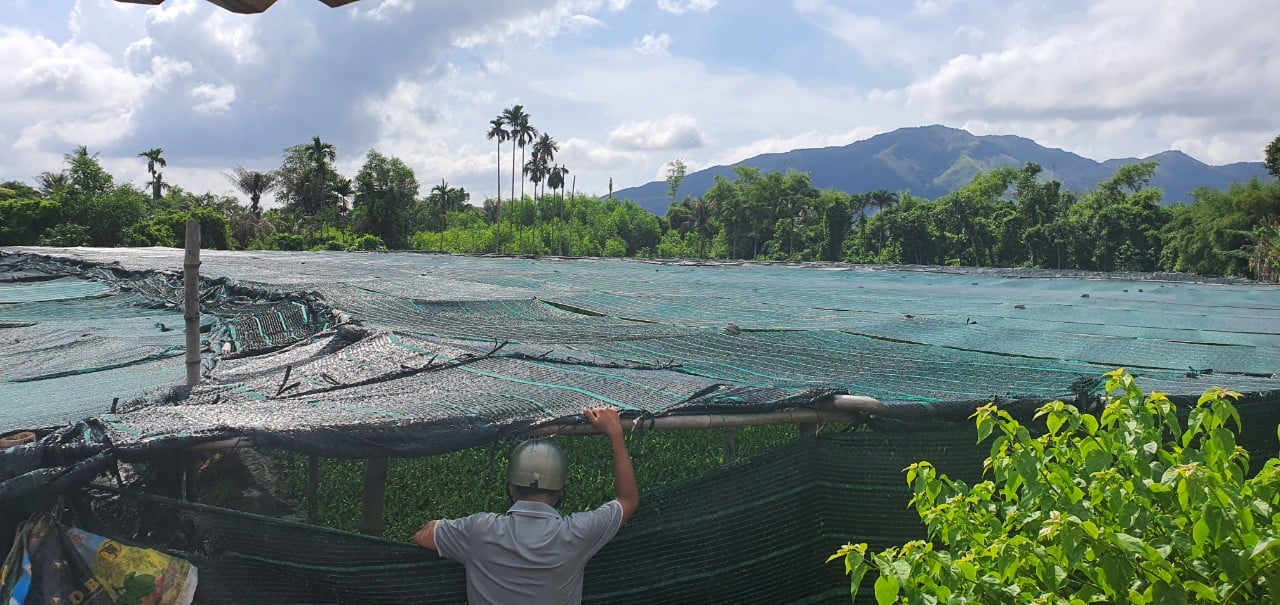 Nông dân Khánh Hòa trồng một loại cây ở vùng trũng, lá xanh mướt, khách nhìn là thích - Ảnh 5.