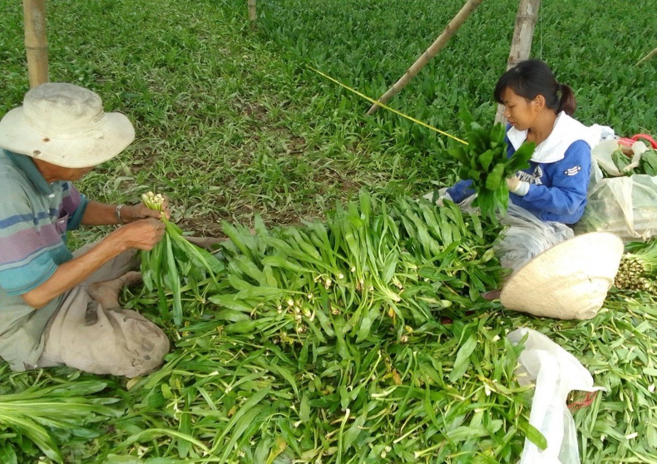 Nông dân Khánh Hòa trồng một loại cây ở vùng trũng, lá xanh mướt, khách nhìn là thích - Ảnh 3.