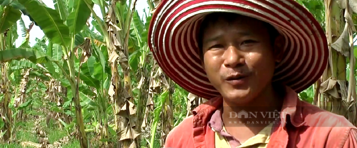 Trồng loại cây cho trái giàu dinh dưỡng, luộc ăn ngon gấp bội, trai làng hái không kịp bán - Ảnh 1.