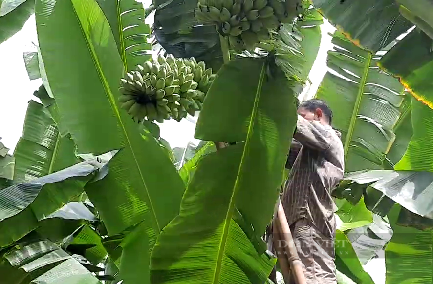 Trồng loại cây cho trái giàu dinh dưỡng, luộc ăn ngon gấp bội, trai làng hái không kịp bán - Ảnh 2.