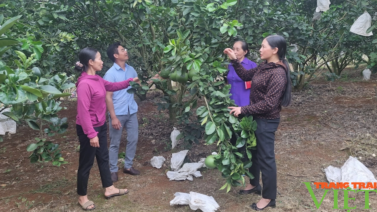 Phong trào nông dân thi đua SXKD giỏi, đoàn kết, giúp nhau làm giàu trên đất Mai Sơn - Ảnh 2. Phong trào nông dân thi đua SXKD giỏi, đoàn kết, giúp nhau làm giàu trên đất Mai Sơn - Ảnh 2.