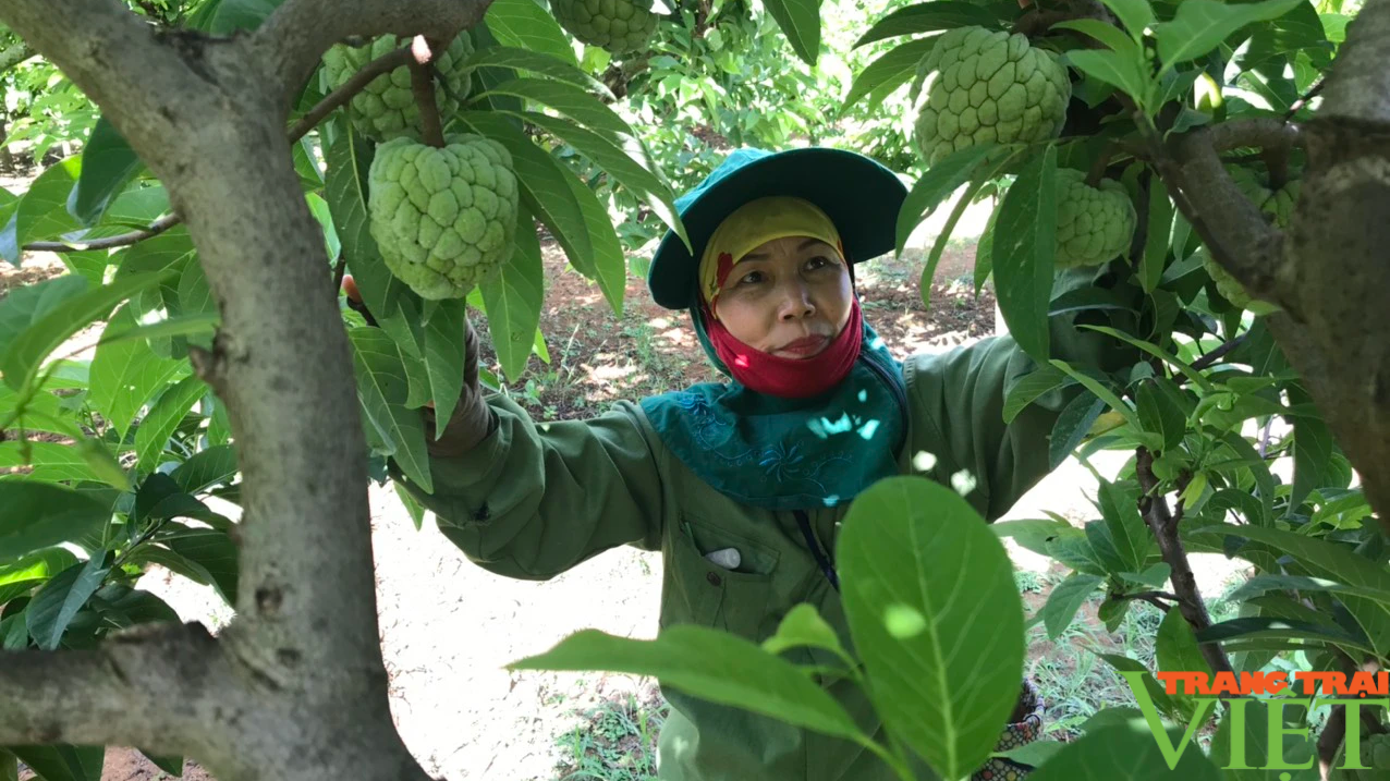 Phong trào nông dân thi đua SXKD giỏi, đoàn kết, giúp nhau làm giàu trên đất Mai Sơn - Ảnh 3. Phong trào nông dân thi đua SXKD giỏi, đoàn kết, giúp nhau làm giàu trên đất Mai Sơn - Ảnh 3.