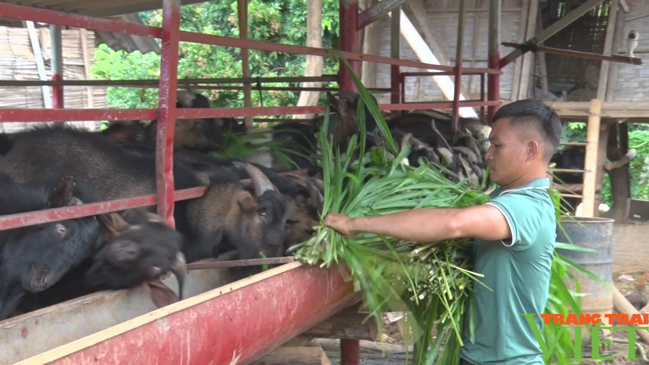 Phong trào nông dân thi đua SXKD giỏi, đoàn kết, giúp nhau làm giàu trên đất Mai Sơn - Ảnh 4. Phong trào nông dân thi đua SXKD giỏi, đoàn kết, giúp nhau làm giàu trên đất Mai Sơn - Ảnh 4.