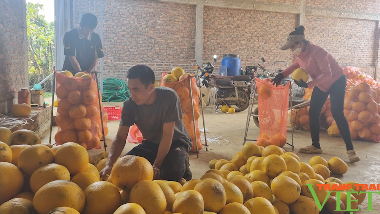 Phong trào nông dân thi đua SXKD giỏi, đoàn kết, giúp nhau làm giàu trên đất Mai Sơn - Ảnh 5. Phong trào nông dân thi đua SXKD giỏi, đoàn kết, giúp nhau làm giàu trên đất Mai Sơn - Ảnh 5.