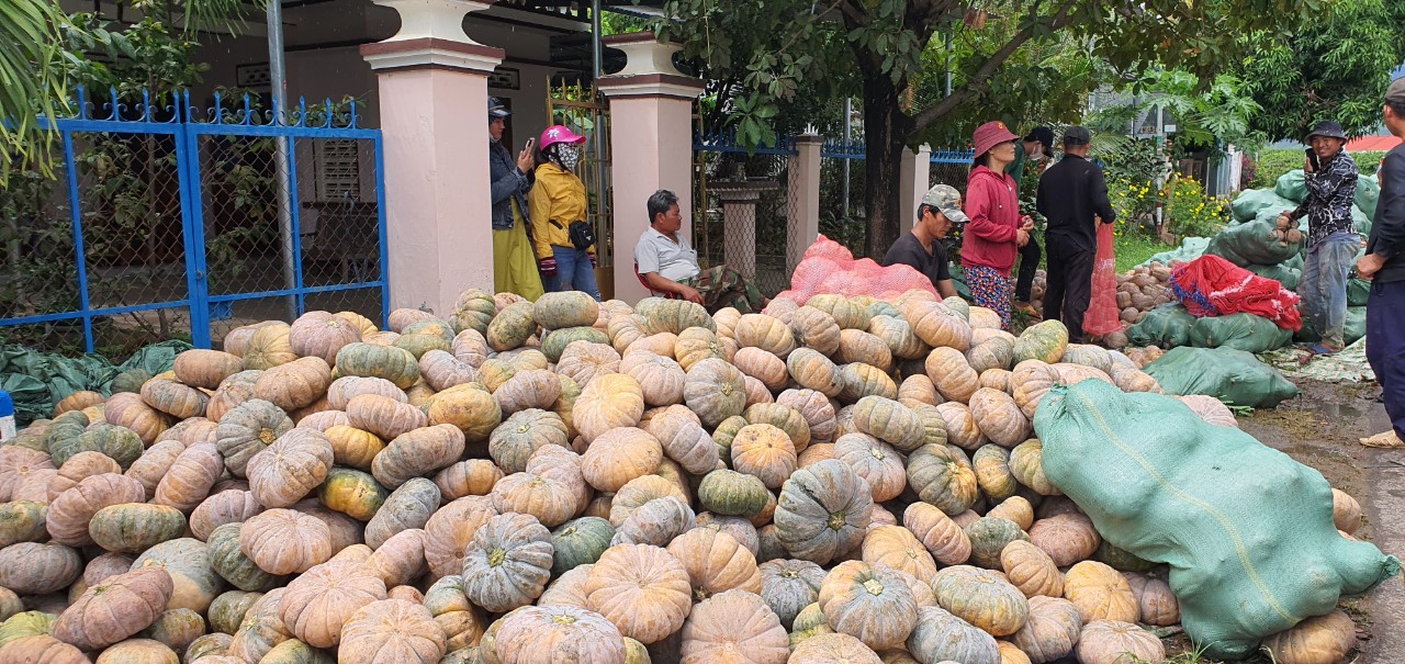Nhiều đơn vị, cá nhân hỗ trợ tiêu thụ bí đỏ ở Khánh Hòa - Ảnh 3.