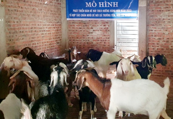 Hội Nông dân tỉnh Ninh Bình nghiệm thu mô hình nuôi dê núi tại huyện Hoa Lư - Ảnh 2.