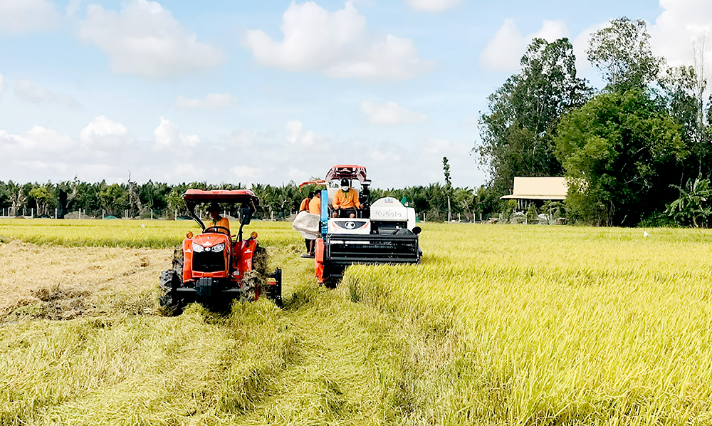 Hội Nông dân An Giang làm cầu nối giúp nông dân, HTX liên kết với doanh nghiệp xây dựng cánh đồng lớn. - Ảnh 3.