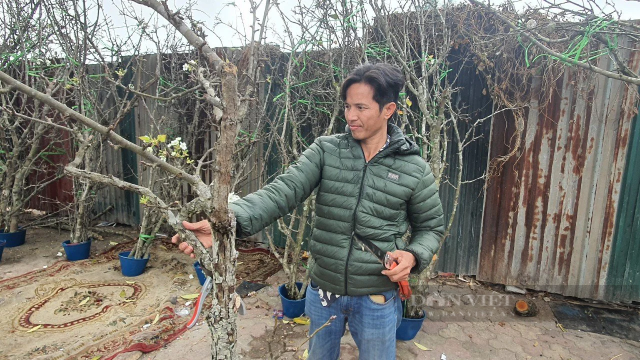Hoa lê rừng mốc thếch, hình dáng độc, lạ nở trắng nhiều tuyến phố Hà Nội, giá 2 - 3 triệu đồng/cành - Ảnh 5.