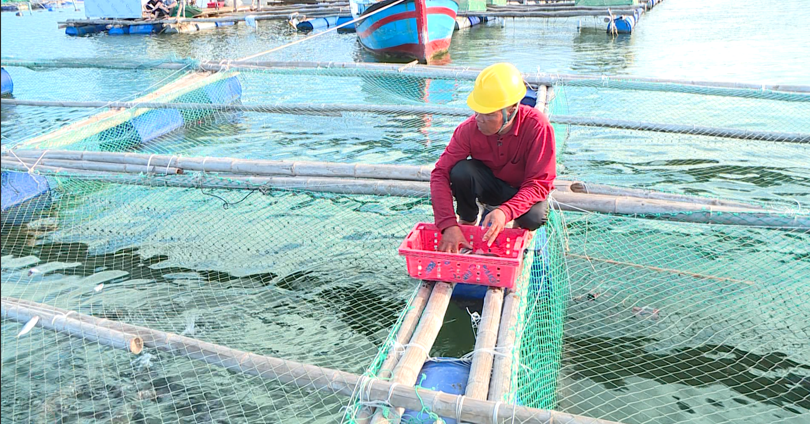 Nuôi loài “sơn hào hải vị”, ngư dân Sông Cầu phất lên thành tỷ phú (bài 1) - Ảnh 2.