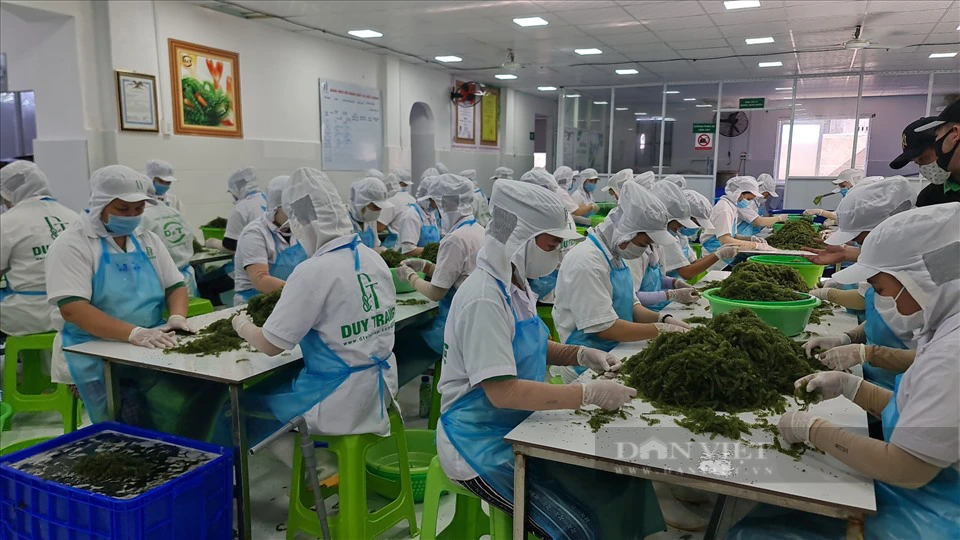 Đưa đặc sản rong nho Khánh Hòa vươn xa - Ảnh 3.