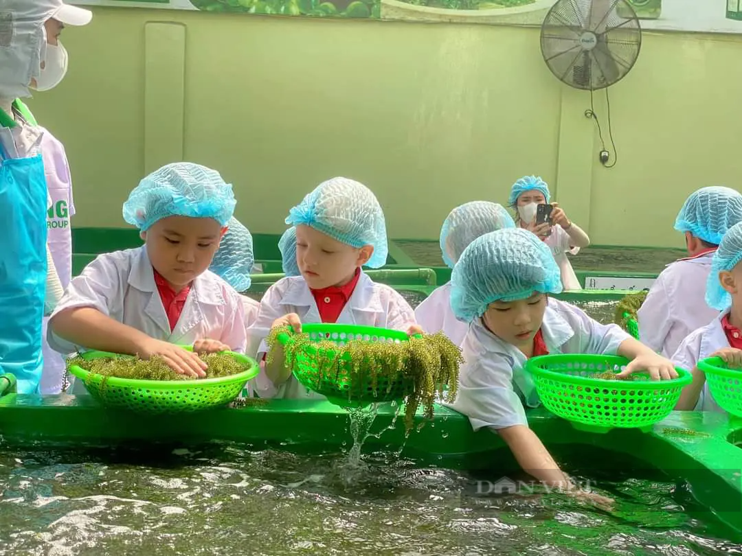 Đưa đặc sản rong nho Khánh Hòa vươn xa - Ảnh 4.