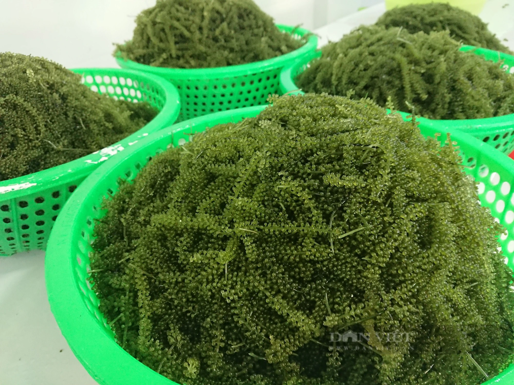Đưa đặc sản rong nho Khánh Hòa vươn xa - Ảnh 6.