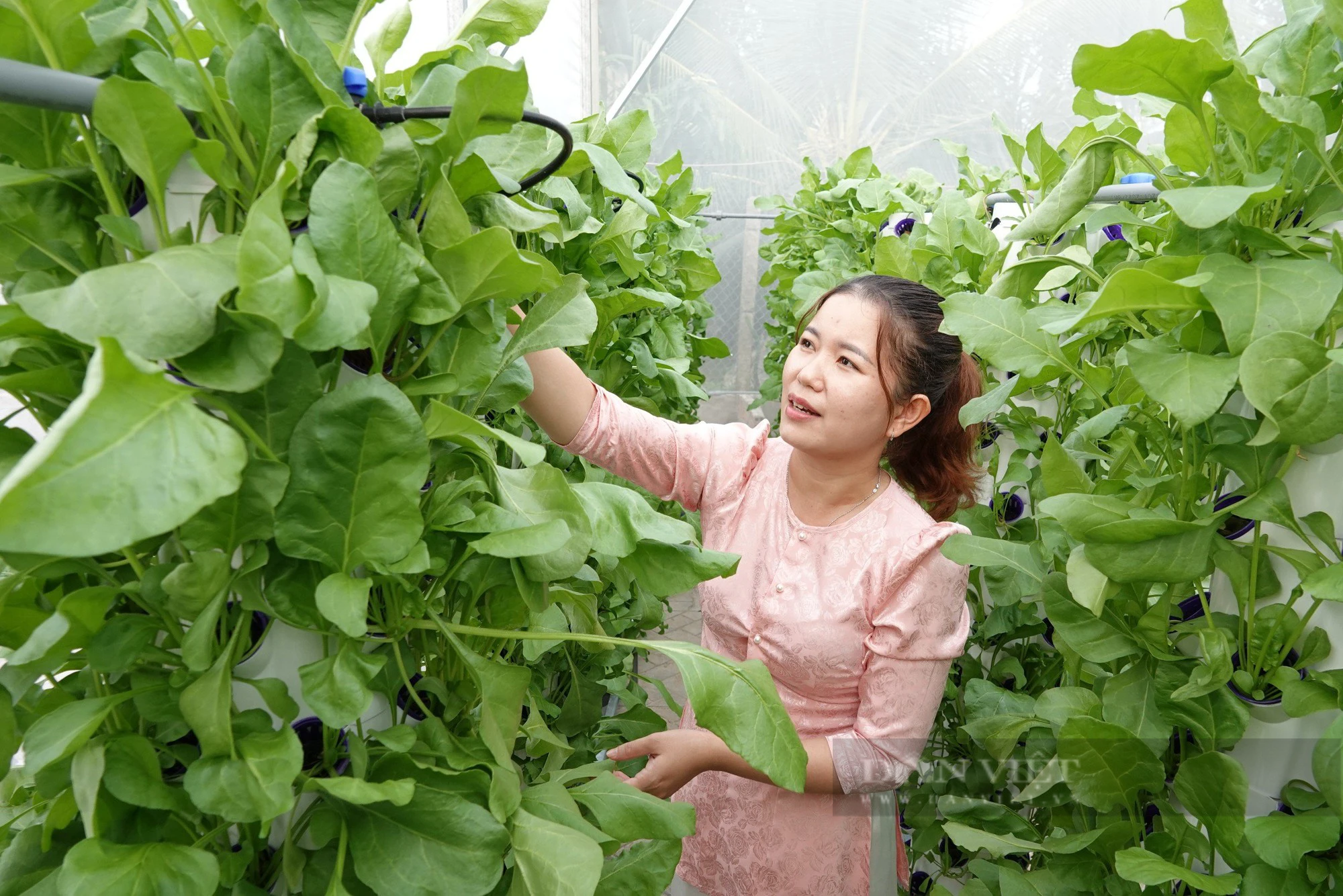 Cận cảnh vườn rau thủy canh trụ đứng đầu tiên ở Cần Thơ - Ảnh 1.