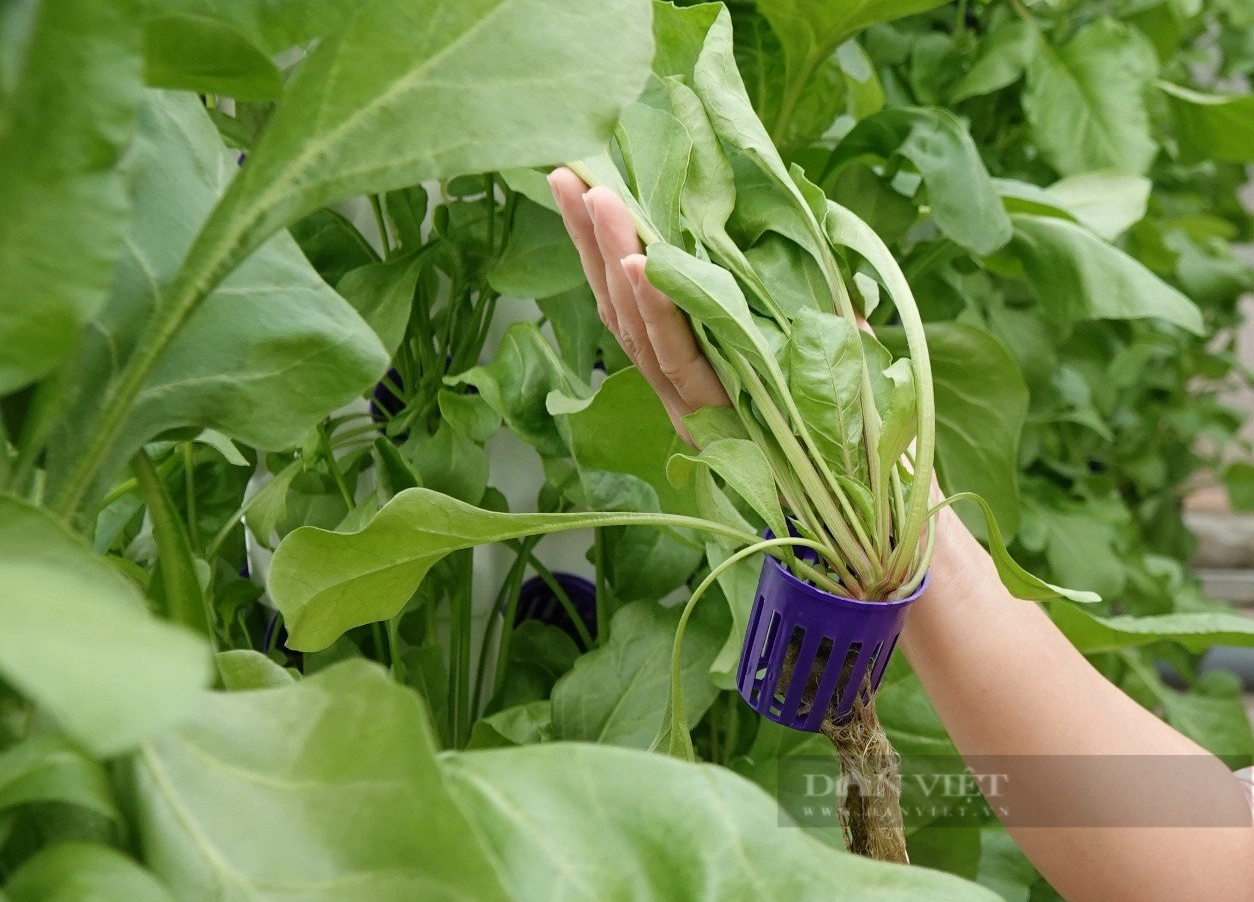 Cận cảnh vườn rau thủy canh trụ đứng đầu tiên ở Cần Thơ - Ảnh 3.