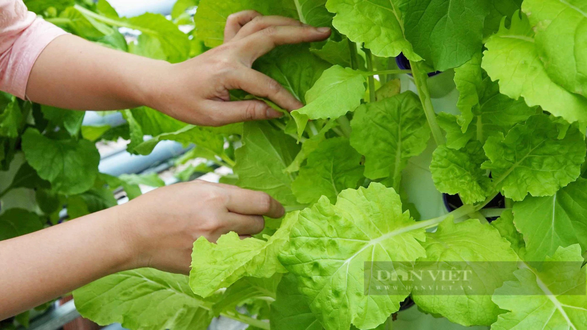 Cận cảnh vườn rau thủy canh trụ đứng đầu tiên ở Cần Thơ - Ảnh 7.