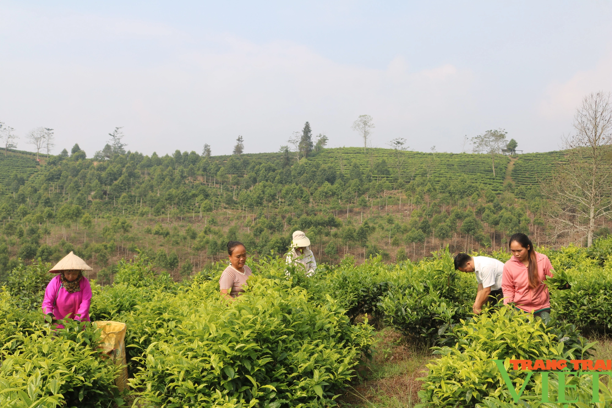 Phát triển cây chè bền vững gắn với nâng cao thu nhập cho nông dân Lào Cai - Ảnh 2. Phát triển cây chè bền vững gắn với nâng cao thu nhập cho nông dân Lào Cai - Ảnh 2.