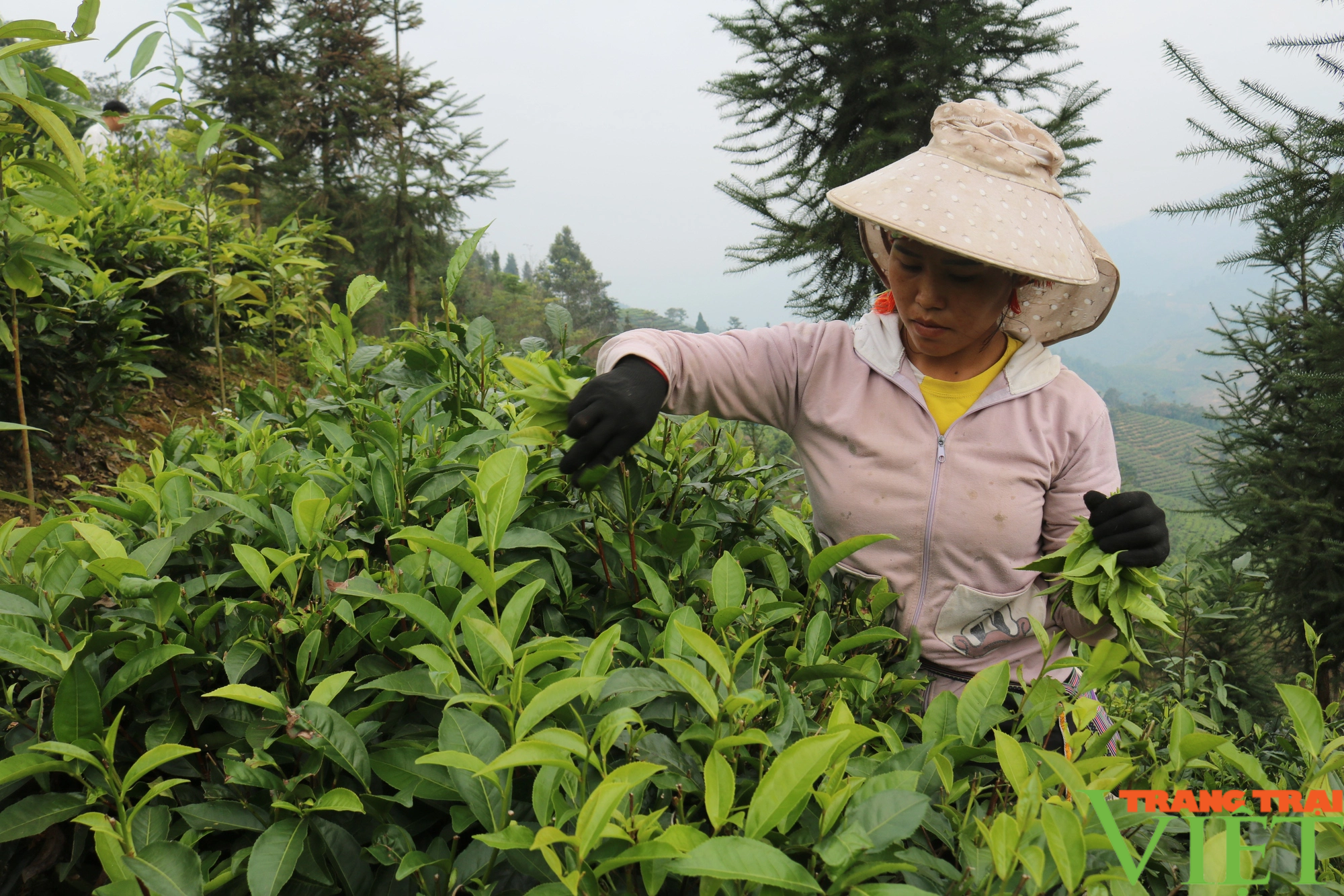 Phát triển cây chè bền vững gắn với nâng cao thu nhập cho nông dân Lào Cai - Ảnh 3. Phát triển cây chè bền vững gắn với nâng cao thu nhập cho nông dân Lào Cai - Ảnh 3.