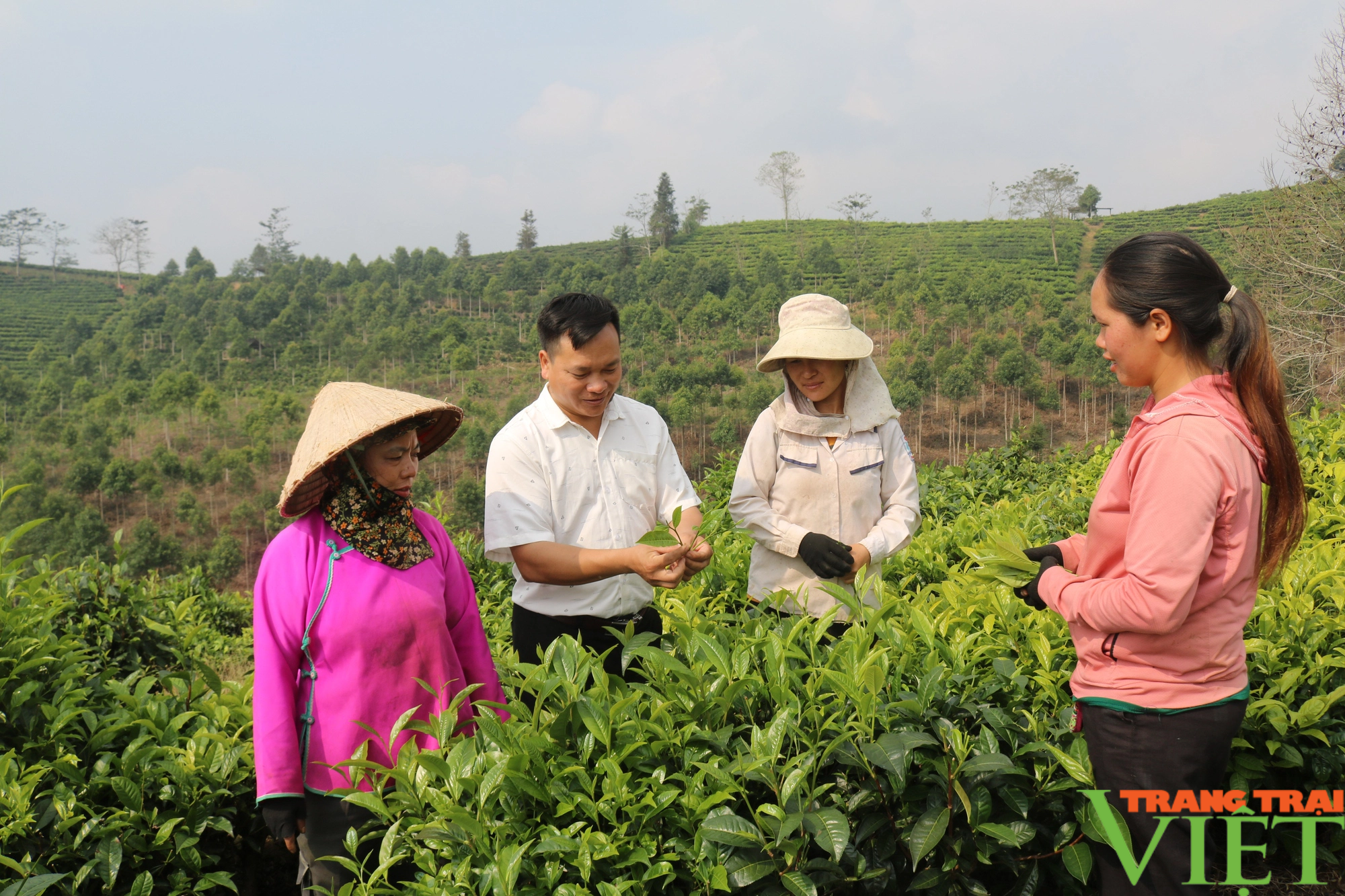 Phát triển cây chè bền vững gắn với nâng cao thu nhập cho nông dân Lào Cai - Ảnh 5. Phát triển cây chè bền vững gắn với nâng cao thu nhập cho nông dân Lào Cai - Ảnh 5.