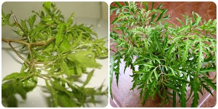 Cây này không chỉ được dùng làm cảnh mà còn là cây thuốc quý trong y học cổ truyền - Ảnh 1. Cây này không chỉ được dùng làm cảnh mà còn là cây thuốc quý trong y học cổ truyền - Ảnh 1.