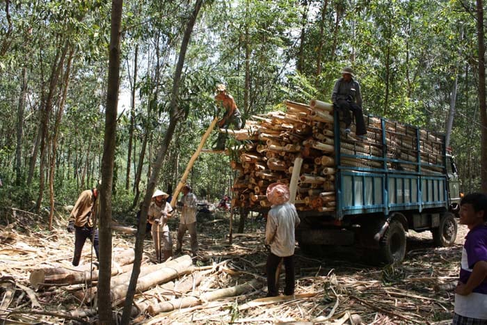 Trồng cây keo vừa cải thiện môi trường, nông dân một huyện ở Đắk Lắk có thu nhập tốt hơn - Ảnh 3.