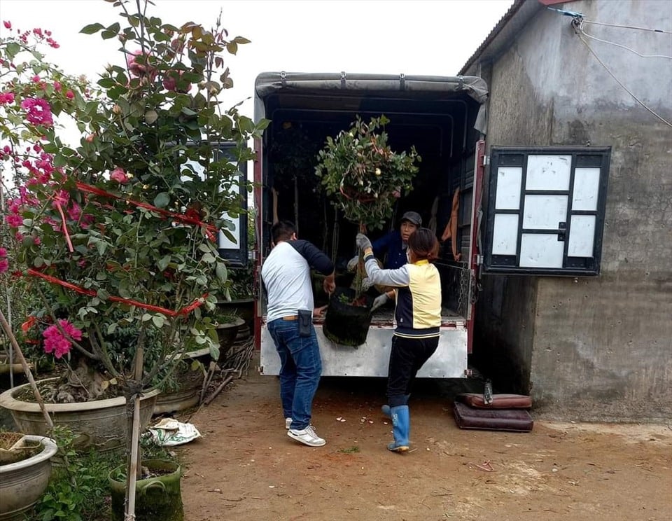 Về Hải Phòng ngắm vườn hồng cổ 15.000 gốc rực rỡ sắc màu của nông dân trẻ Phan Văn Dương- Ảnh 9.
