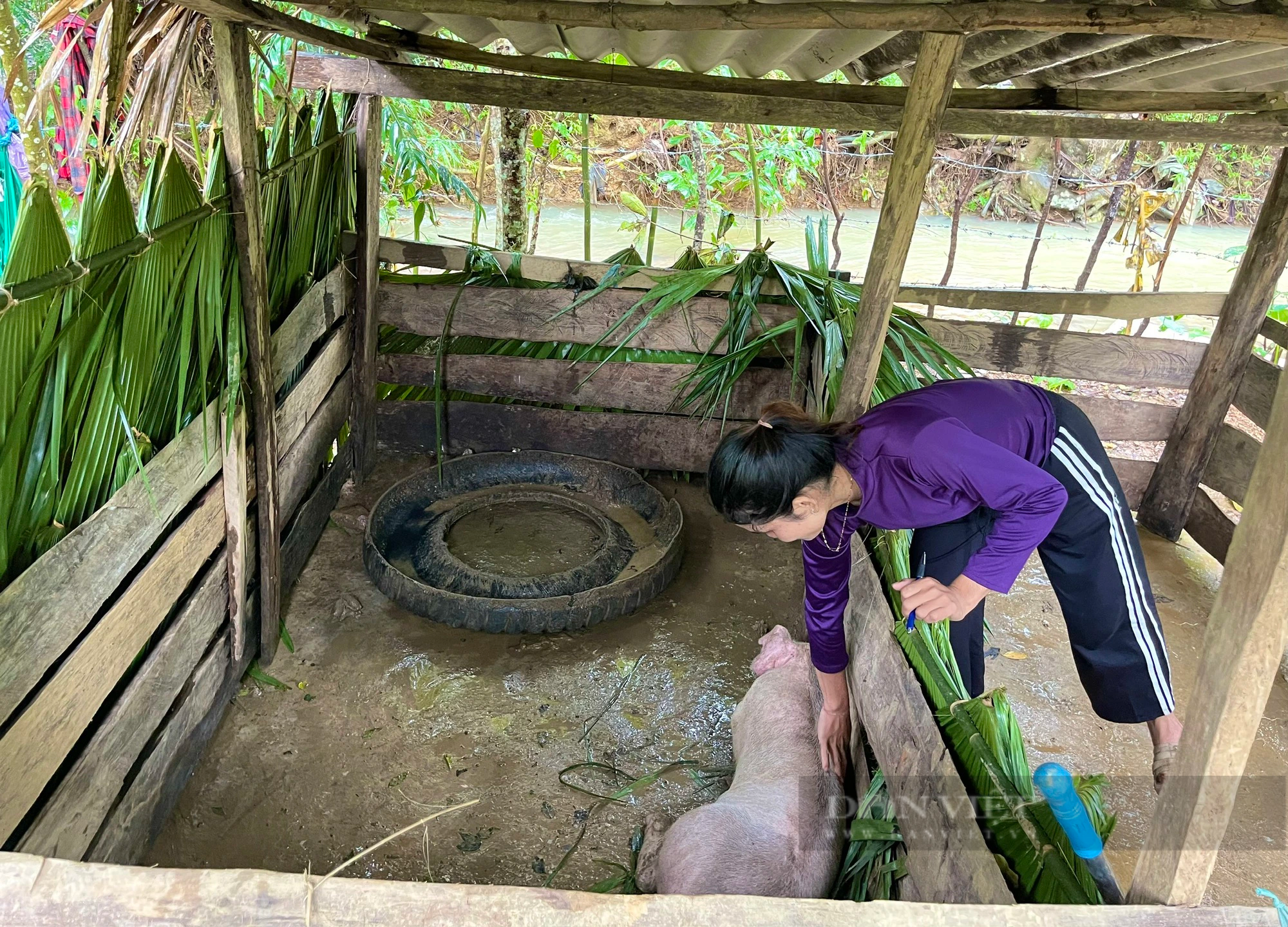 Vụ dê, lợn hỗ trợ cho dân miền núi Minh Hóa chết hàng loạt: Chi cục Chăn nuôi và Thú y Quảng Bình nói gì? - Ảnh 1.