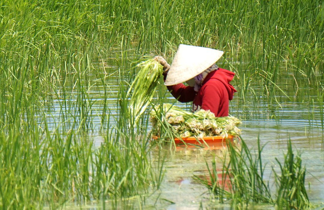 Loại rau trước nhổ vứt đi, ai ngờ ngày nay ví như &quot;lộc trời&quot; giá 200.000 đồng/kg - Ảnh 2.