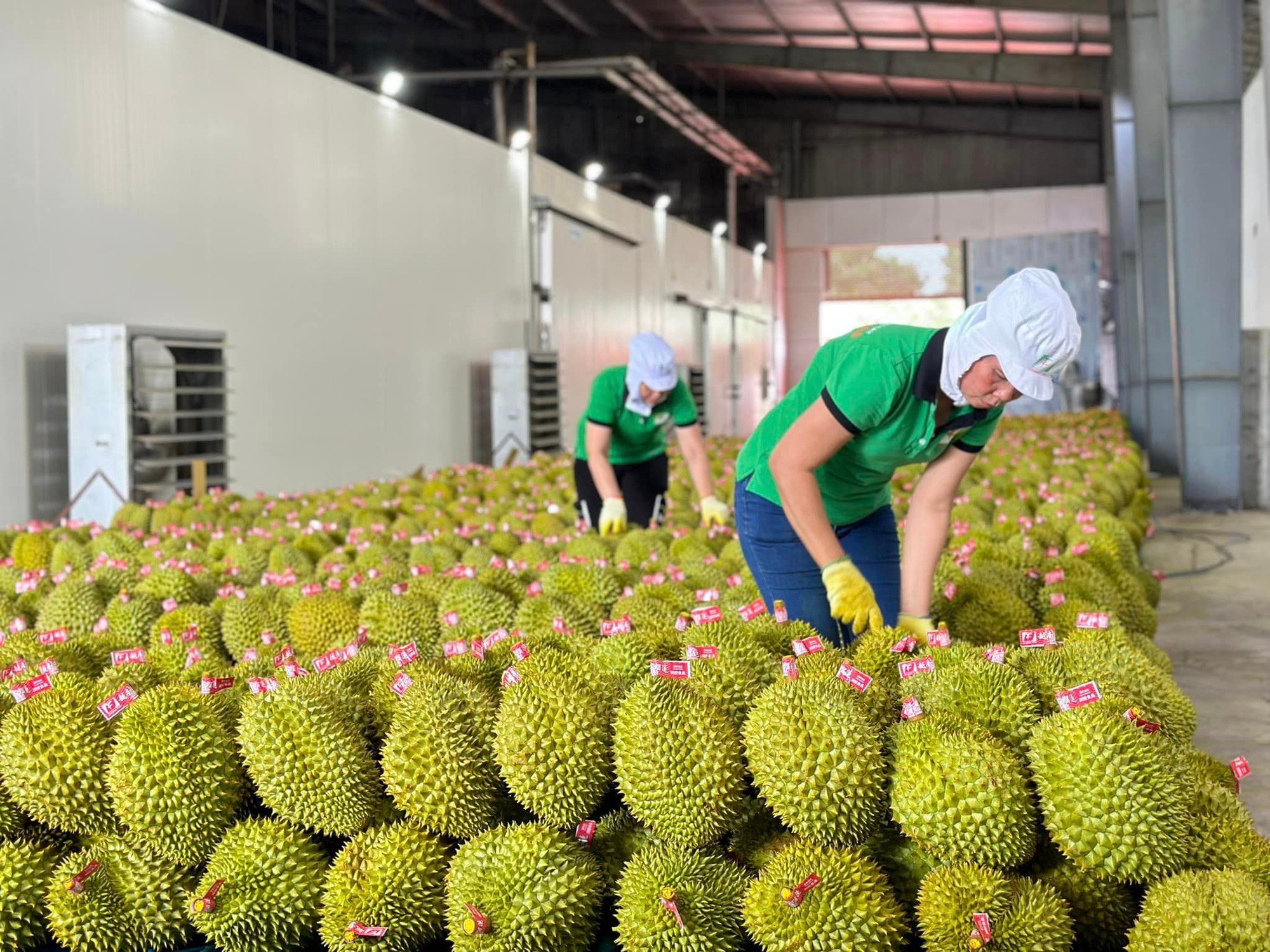 Yêu cầu gì từ các nước nhập khẩu nông sản sau khi Hiệp định đối tác kinh tế toàn diện khu vực có hiệu lực? - Ảnh 1.