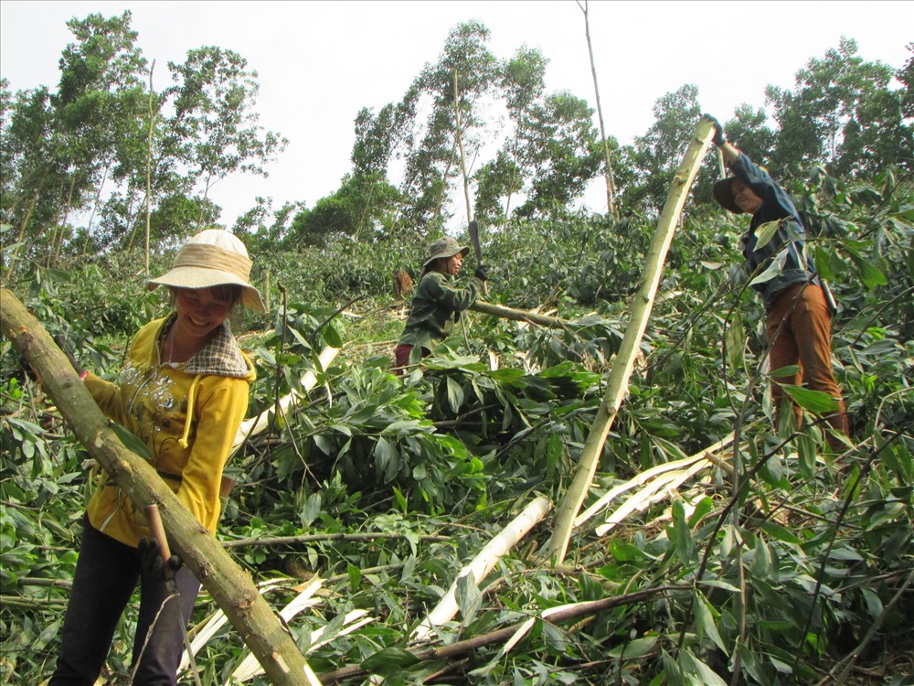 Trồng cây keo vừa cải thiện môi trường, nông dân một huyện ở Đắk Lắk có thu nhập tốt hơn - Ảnh 2.