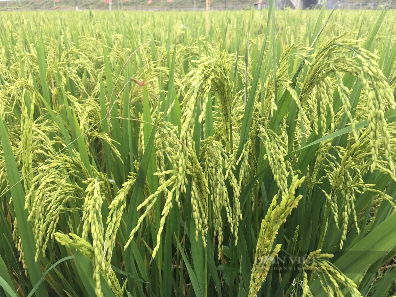 Nông dân Quảng Nam chi 300 tỷ đồng mua phân bón giúp đồng ruộng, cây cối xanh tốt trĩu quả - Ảnh 4.