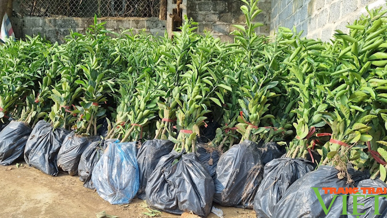 Bàn giao vật tư nông nghiệp cho hội viên nông dân phát triển kinh tế - Ảnh 3. Bàn giao vật tư nông nghiệp cho hội viên nông dân phát triển kinh tế - Ảnh 3.