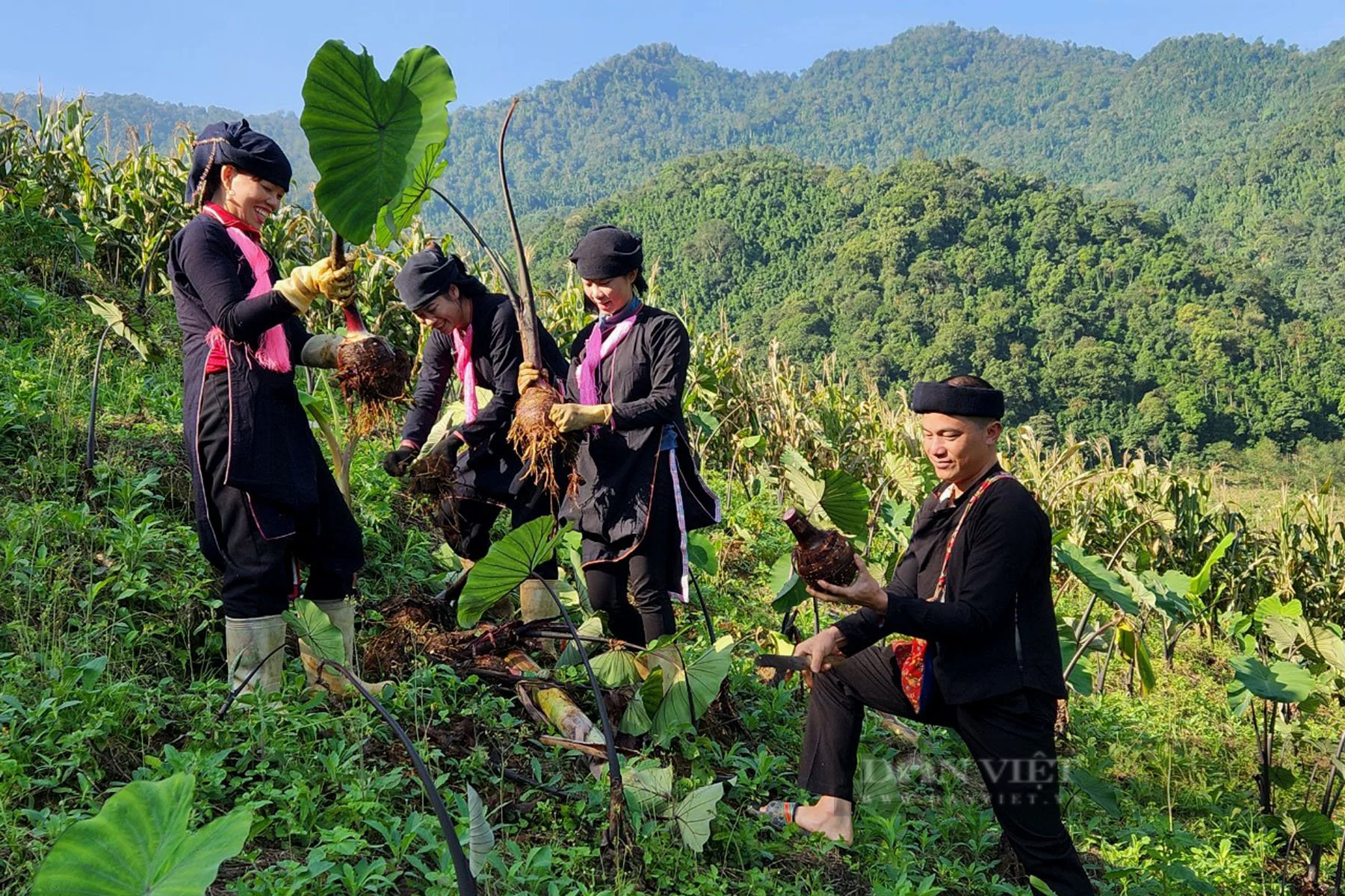 Khoai môn bén rễ trên đất dốc vùng biên Lào Cai - Ảnh 3.