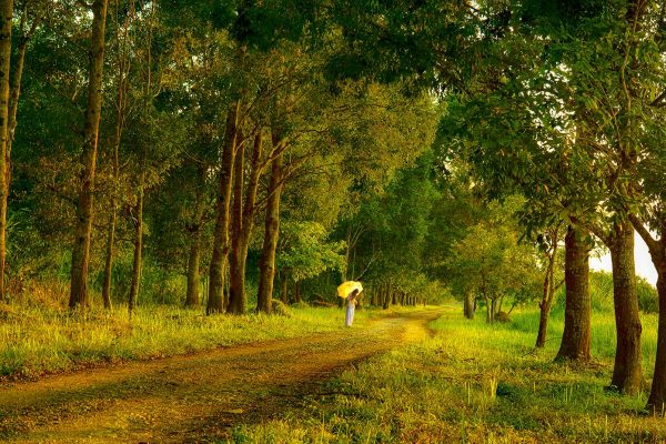 Độc đáo với trải nghiệm nghe chim hót, ngắm rừng già và thưởng thức trái cây thơm ngọt tự nhiên  - Ảnh 4.