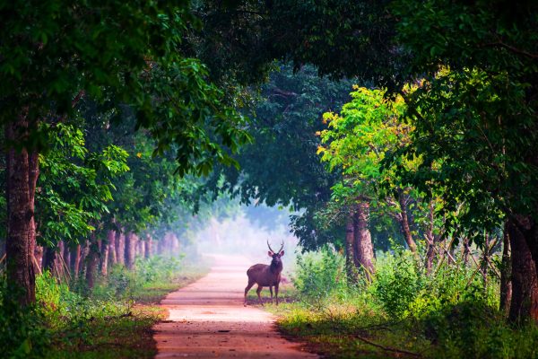 Độc đáo với trải nghiệm nghe chim hót, ngắm rừng già và thưởng thức trái cây thơm ngọt tự nhiên  - Ảnh 3.
