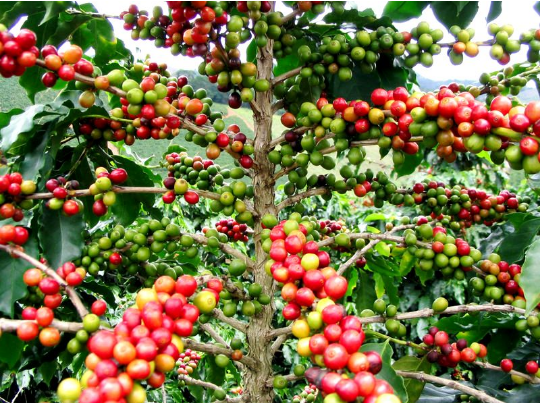 Giá cà phê ngày 6/6: Nguồn cung Robusta tại Việt Nam khan hiếm, giá cà phê vẫn đi lên mạnh- Ảnh 3.