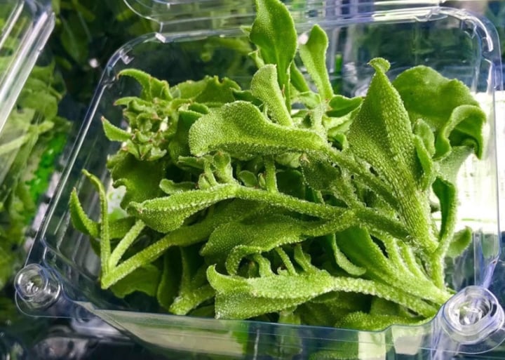 Thứ rau gì mà hình thù kỳ lạ, giá đắt hơn thịt nhưng vẫn được săn lùng - Ảnh 4. Thứ rau gì mà hình thù kỳ lạ, giá đắt hơn thịt nhưng vẫn được săn lùng - Ảnh 4.