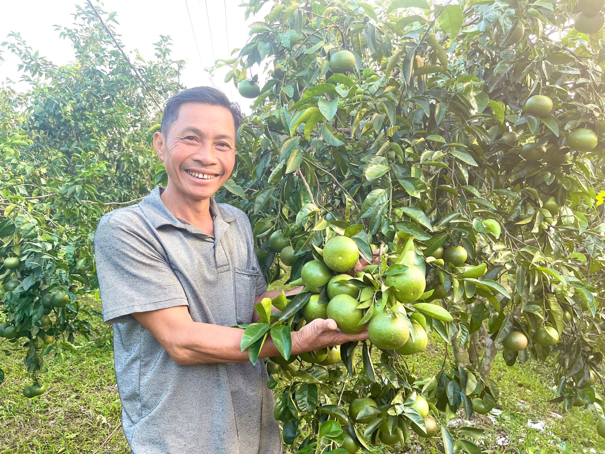 Quảng Bình: Từ vùng đất gò đồi, nông dân này trồng cam, quýt, nuôi lợn thu lãi gần 500 triệu/năm - Ảnh 2.