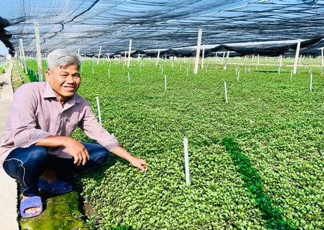 Đây là loại rau ngon, cực giàu sắt, canxi, vitamin C, dân nơi này ở Vĩnh Long cắt bán đắt như tôm tươi - Ảnh 1.