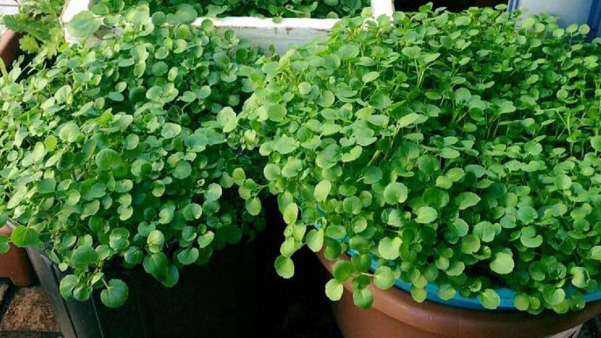 Loại rau từng được coi là cỏ dại, giờ lại được Mỹ xếp tốp đầu rau tốt, cứ dúi xuống đất là sống khỏe - Ảnh 2.