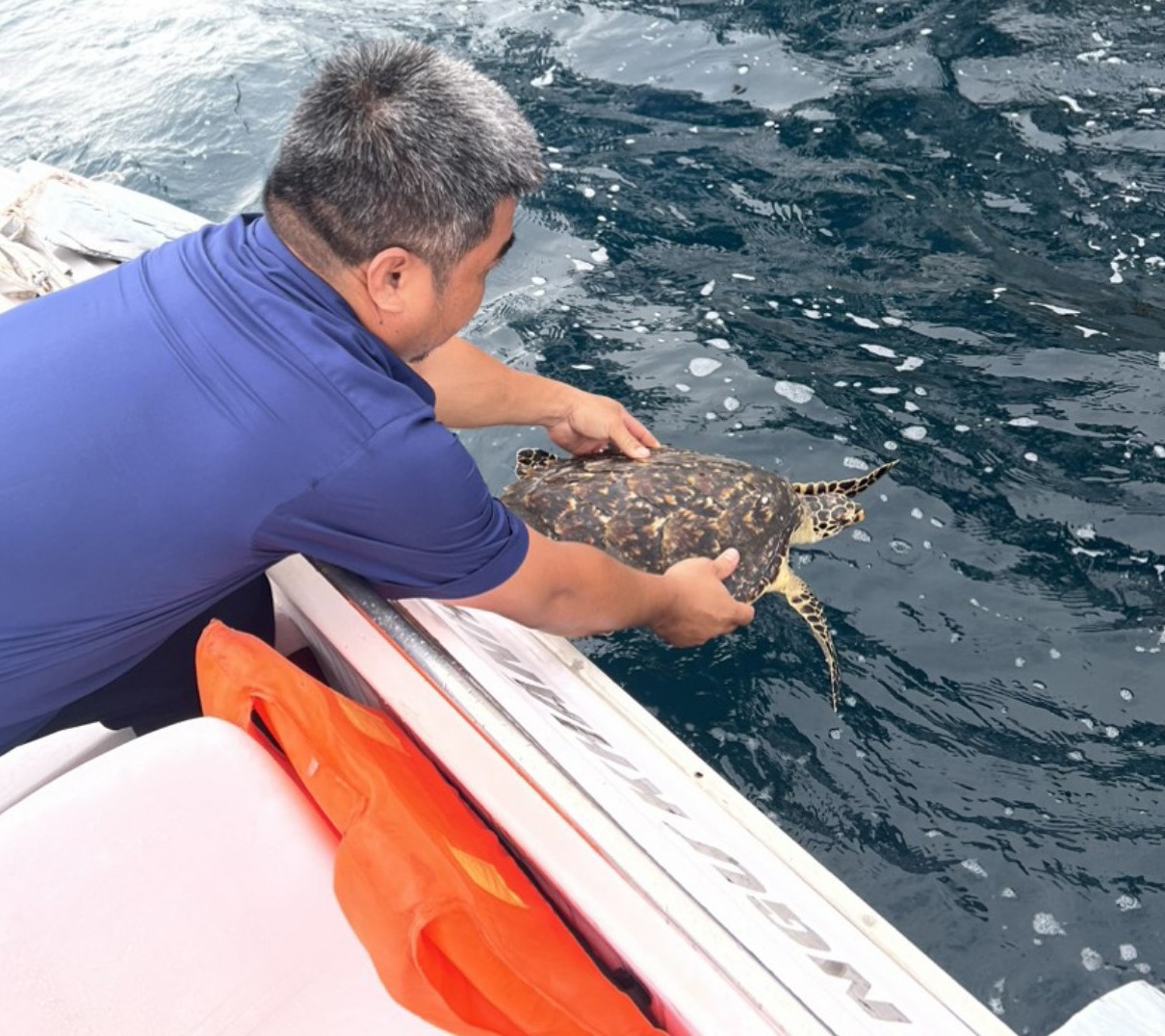 Nha Trang thả cá thể đồi mồi nặng 3,6kg về biển - Ảnh 1. Nha Trang thả cá thể đồi mồi nặng 3,6kg về biển - Ảnh 1.