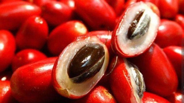 Trái cây lạ khiến mọi thức ăn đều có vị ngọt, khi chín có màu đỏ mọng trông rất đẹp - Ảnh 2. Trái cây lạ khiến mọi thức ăn đều có vị ngọt, khi chín có màu đỏ mọng trông rất đẹp - Ảnh 2.