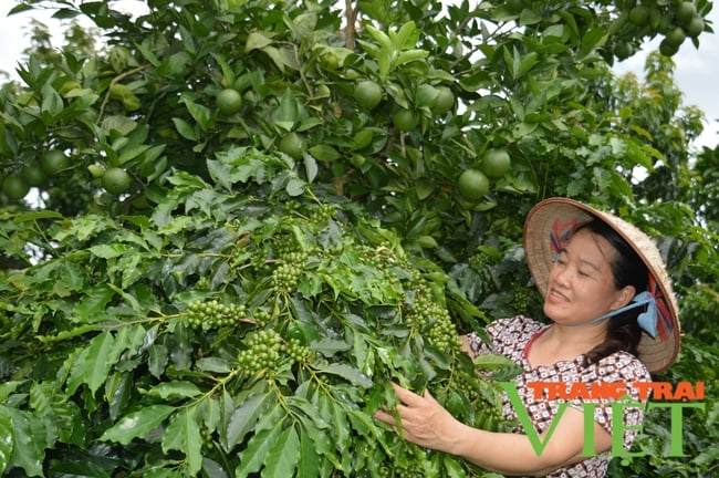 Nông dân Điện Biên Đông vượt khó vươn lên làm giàu - Ảnh 3.