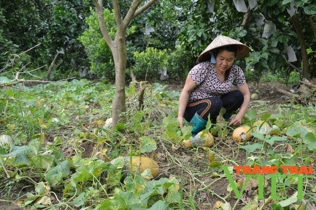 Trồng đủ các loại cây, một nông dân ở Mường Ảng kiếm 300 triệu đồng/năm - Ảnh 2.