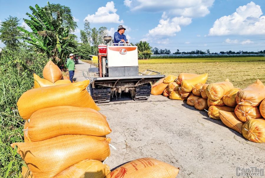 Chuẩn bị thành lập Hiệp hội Ngành hàng lúa gạo Việt Nam - Ảnh 1.