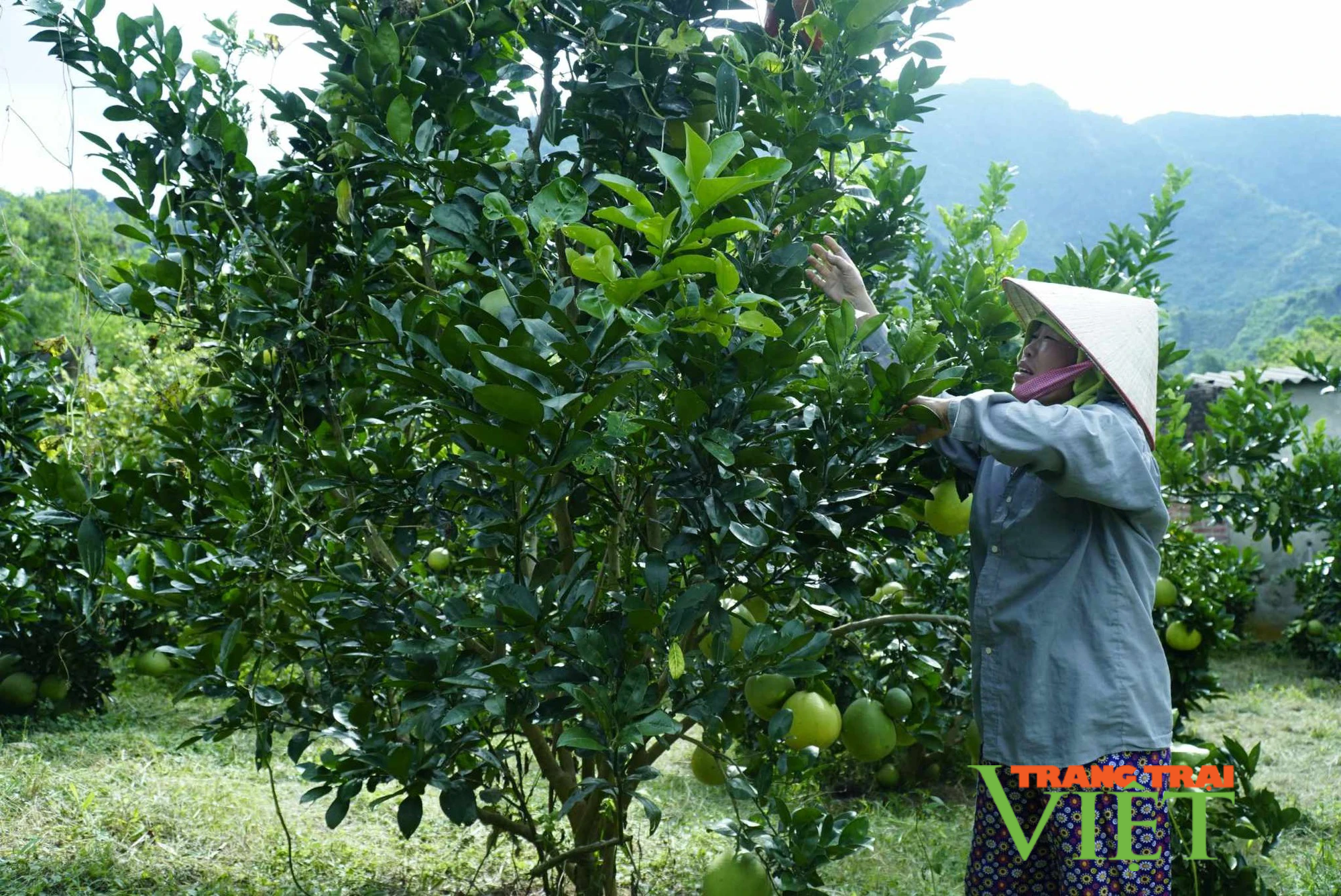 Mường Ảng: Trồng cà phê dưới tán cây ăn quả, lão nông thoải mái thu tiền - Ảnh 1.