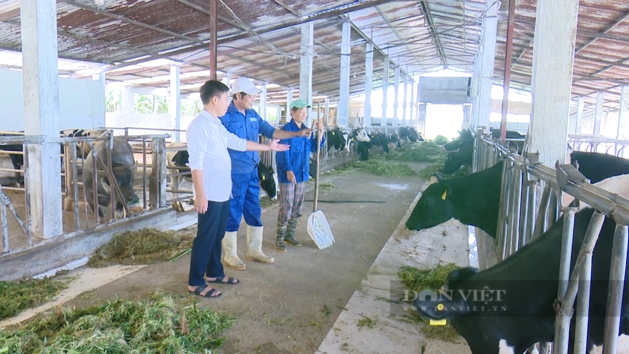 Đi tìm một chữ &quot;xanh&quot; trong nông nghiệp: Về thủ phủ bò sữa Mộc Châu- nơi không bỏ đi một thứ gì - Ảnh 5.