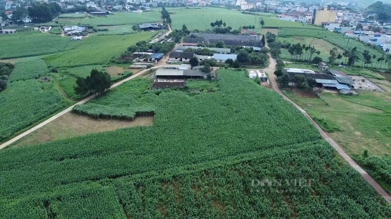 Đi tìm một chữ &quot;xanh&quot; trong nông nghiệp: Về thủ phủ bò sữa Mộc Châu- nơi không bỏ đi một thứ gì - Ảnh 7.