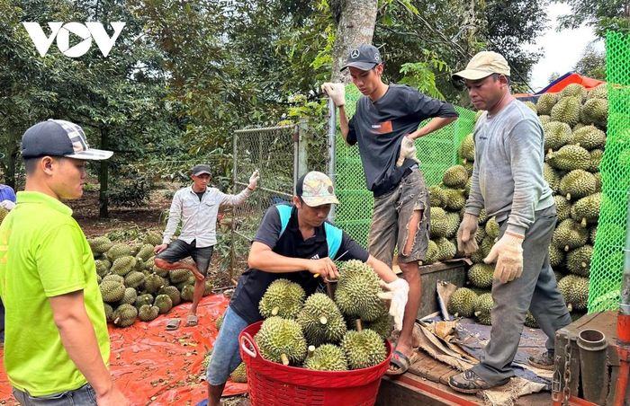 &quot;Cây tiền tỷ&quot; ở Đắk Lắk được mùa được giá, cứ bán xong trái, nông dân lãi tiền tỷ/ha - Ảnh 1.