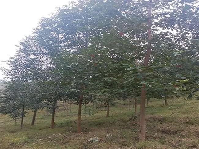 Ở Việt Nam có loại gỗ được xem là “báu vật”, giá cả tỷ đồng, thương lái Trung Quốc săn lùng ráo riết - Ảnh 2.