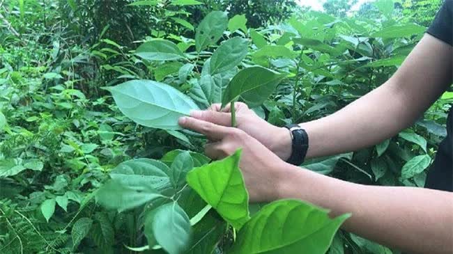 Ở Việt Nam có loại gỗ được xem là “báu vật”, giá cả tỷ đồng, thương lái Trung Quốc săn lùng ráo riết - Ảnh 6.
